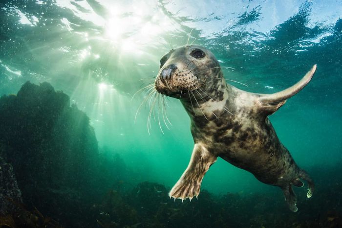 15 Of The Best Animal Images Of The Previous Decade From The British Wildlife Photography Awards