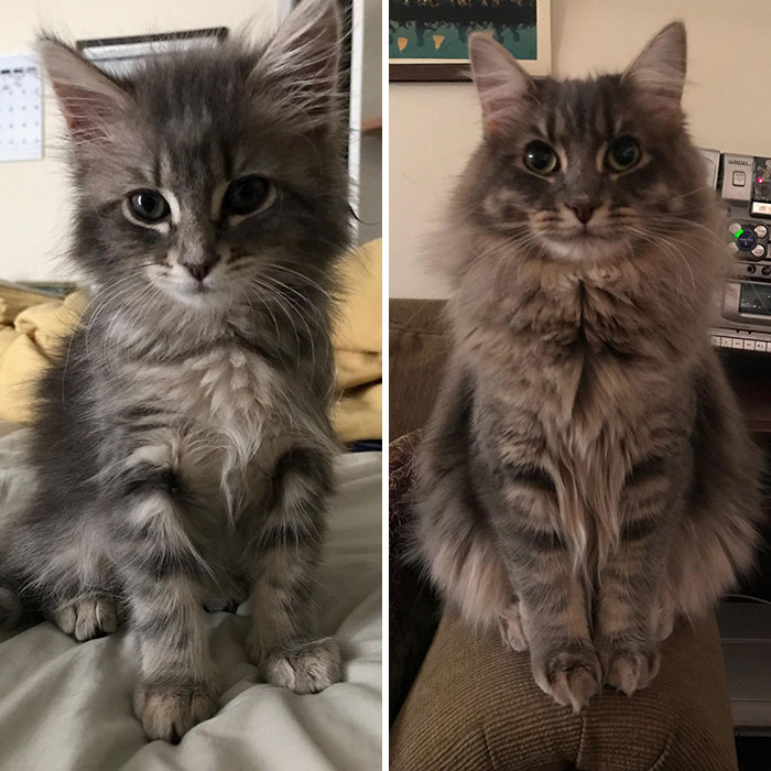 People Are Loving This Online Group That Is Dedicated To Sharing Pictures Of The Fluffiest Cats Ever (50 Pics)