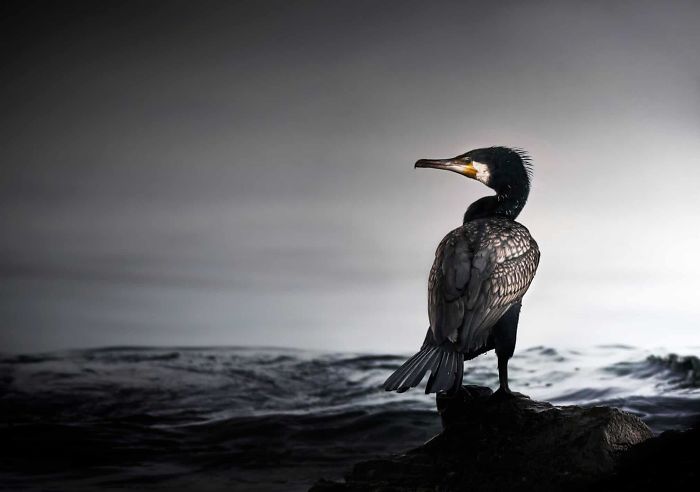 15 Of The Best Animal Images Of The Previous Decade From The British Wildlife Photography Awards