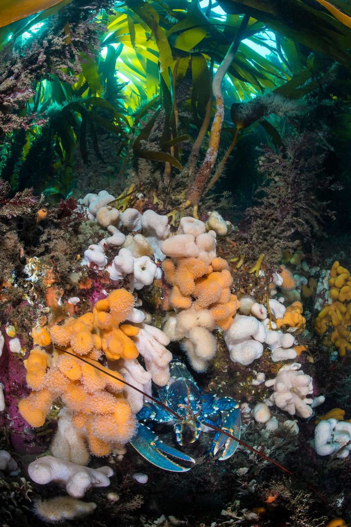 15 Of The Best Animal Images Of The Previous Decade From The British Wildlife Photography Awards