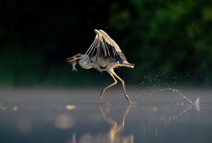 15 Of The Best Animal Images Of The Previous Decade From The British Wildlife Photography Awards