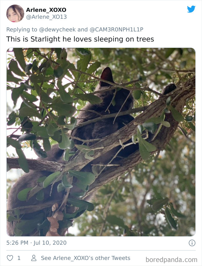 30 Cats Showing Off Their Skills At The Difficult Art Of Sleeping In Trees