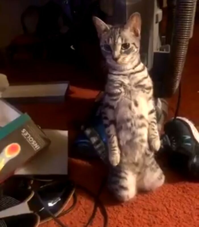 30 Photos Of Pets Being The Only Nosey Neighbors You Can’t Be Annoyed At