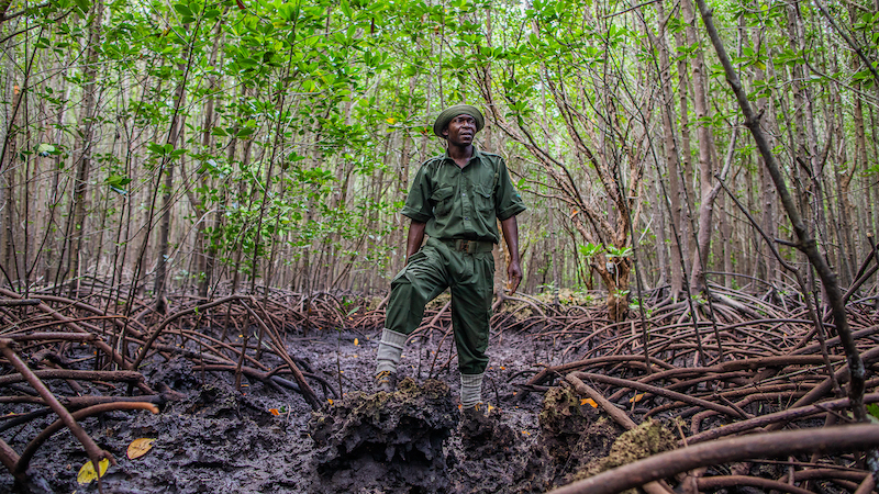 Funding for protected areas fell in 2024, threatening global nature target