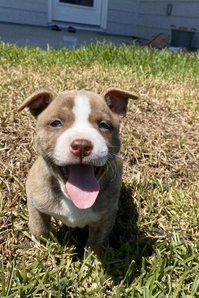 50 Most Wholesome Rescue Pet Photos