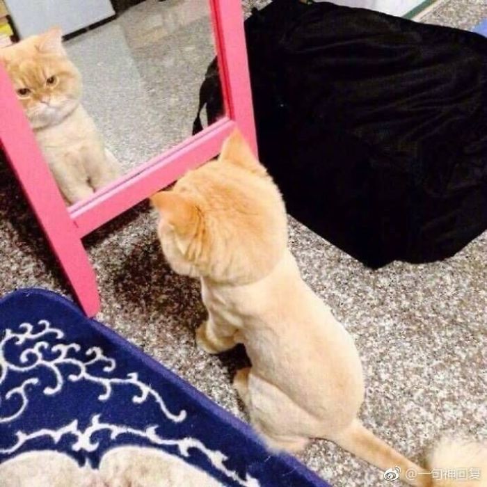 29 Pets That Discovered Mirrors
