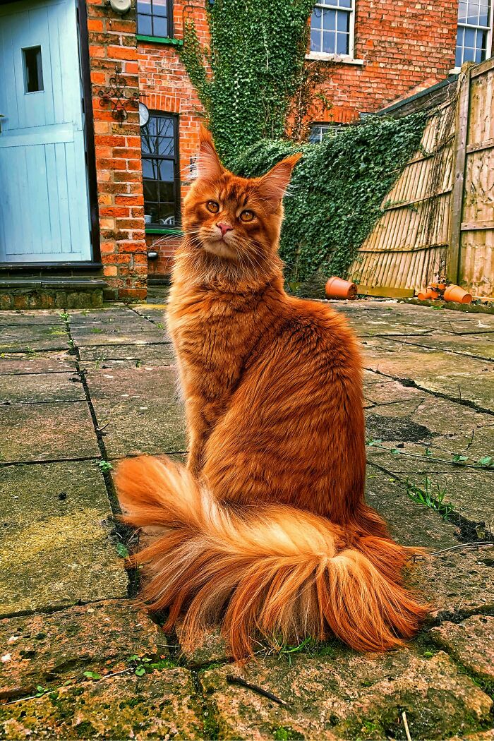 This Online Community Documents Photos Of ‘Supermodel Cats’ That Certainly Know How To Strike A Pose (50 Pics)