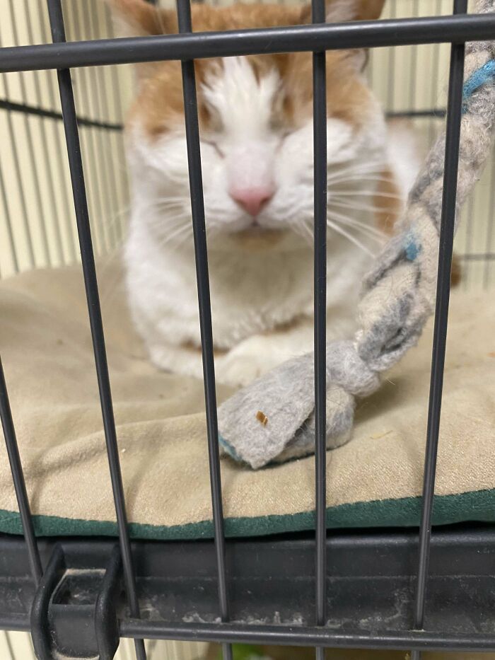 49 Adopted Pets Who Brought Joy To Their New Owners