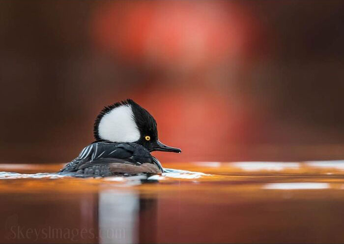 30 Heartwarming And Funny Animal Photos That Might Instantly Brighten Your Day