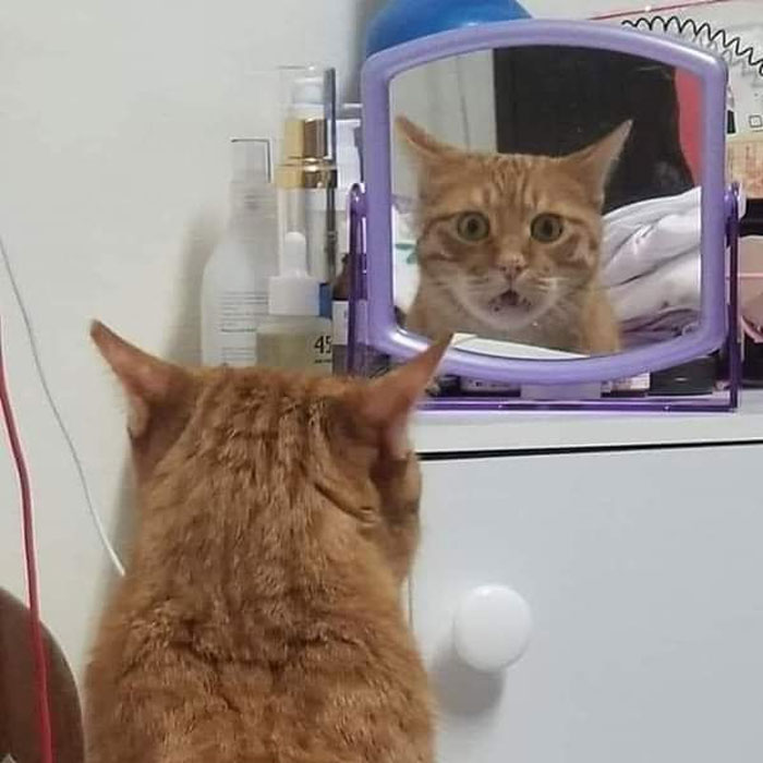 29 Pets That Discovered Mirrors