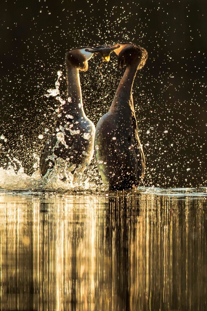 15 Of The Best Animal Images Of The Previous Decade From The British Wildlife Photography Awards