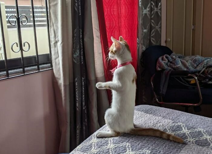 30 Photos Of Pets Being The Only Nosey Neighbors You Can’t Be Annoyed At