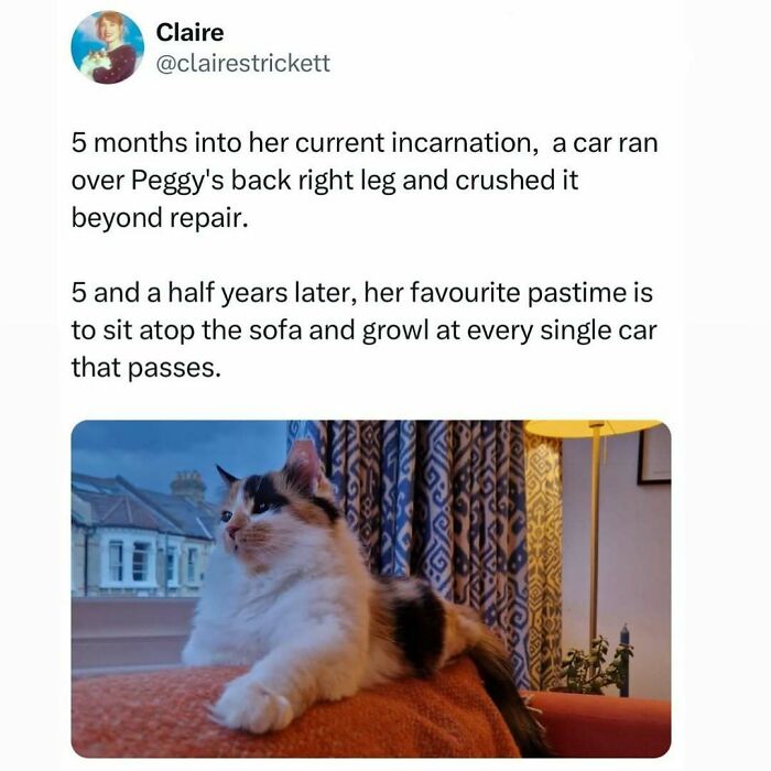 50 Times Cats Were “Weird Little Guys” And Got Featured On This Popular IG Account (New Pics)