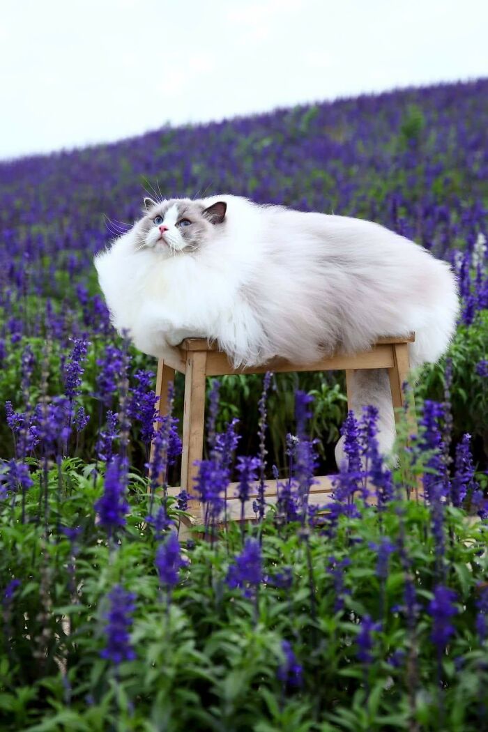 People Are Loving This Online Group That Is Dedicated To Sharing Pictures Of The Fluffiest Cats Ever (50 Pics)