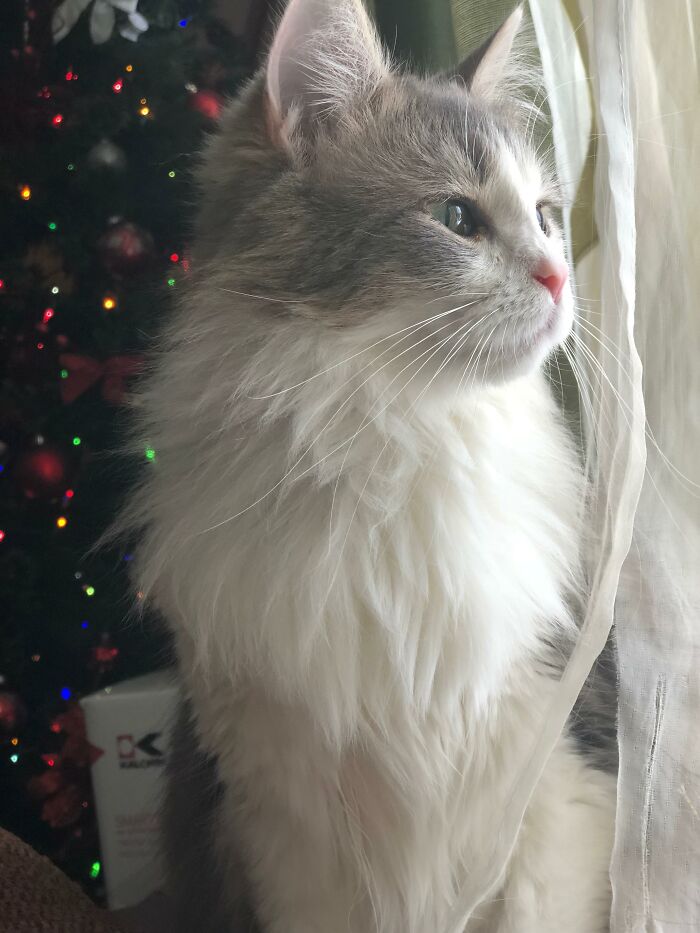 People Are Loving This Online Group That Is Dedicated To Sharing Pictures Of The Fluffiest Cats Ever (50 Pics)