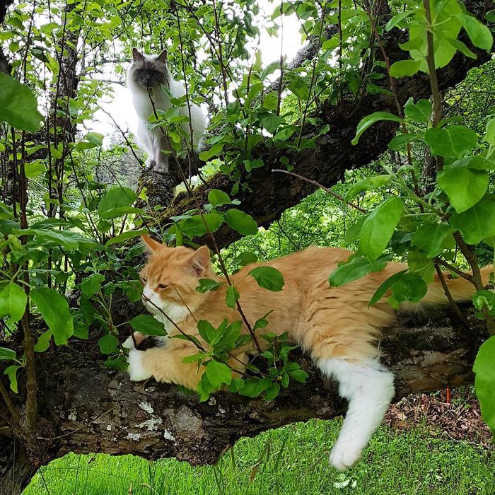 30 Pics Of Birds That Just Happen To Look Like Cats