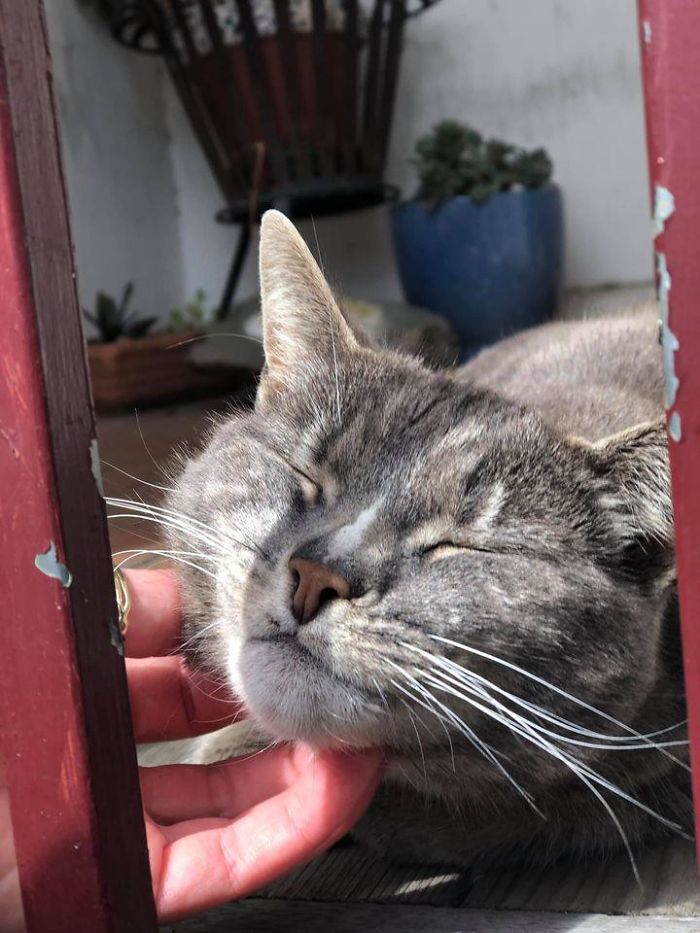 ‘Catspotting’ Is A Facebook Group Where People Share The Best, Unexpected Encounters With Cats (40 Pics)