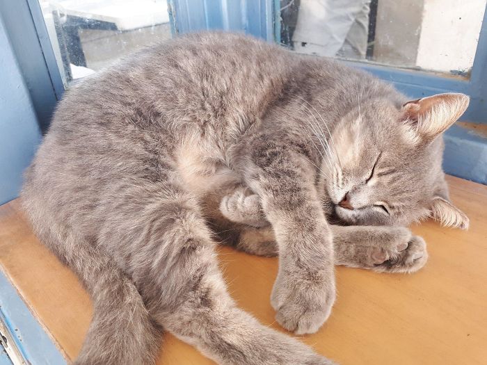 ‘Catspotting’ Is A Facebook Group Where People Share The Best, Unexpected Encounters With Cats (40 Pics)