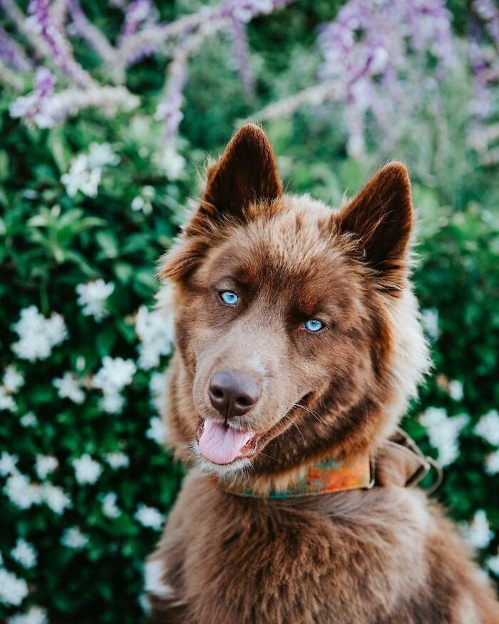 Here’s My Handsome Brown Siberian Husky Who’s Traveling With Me Across The US In Search Of A New Home (29 Pics)