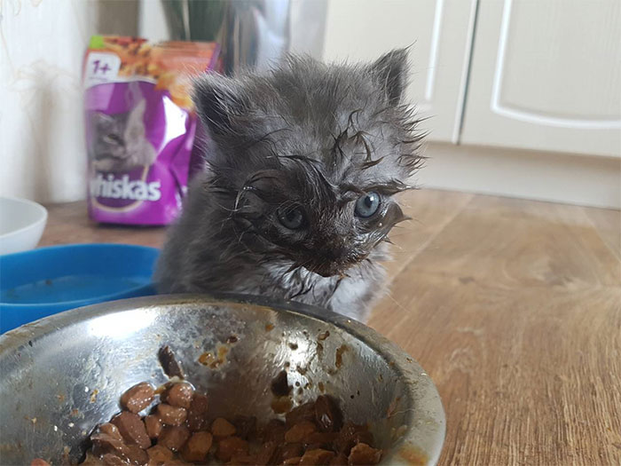 37 Times Cats Made A Mess When Eating And Owners Just Had To Share Pics